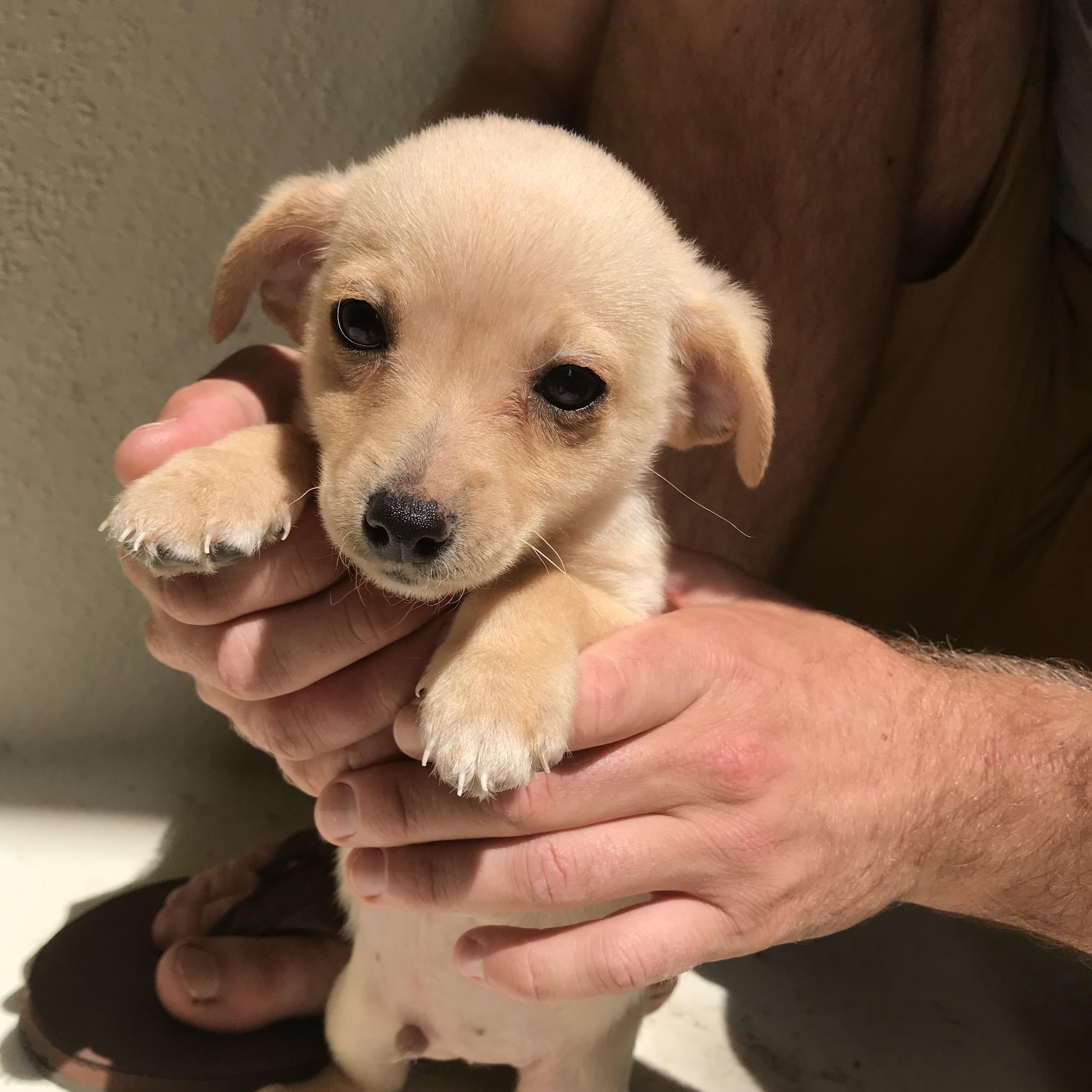 pozie Chihuahua Terrier Mix Puppies Near Me