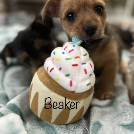 Beaker (Caradine pup)