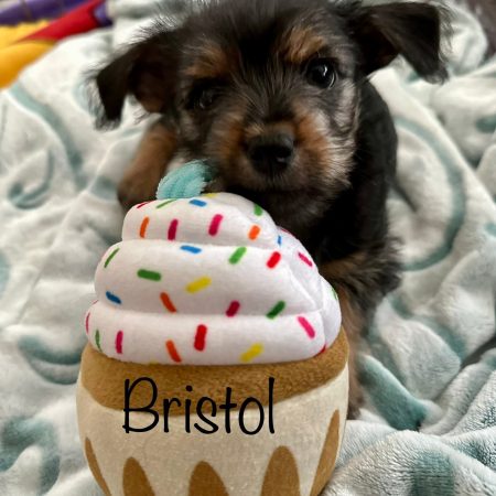 Bristol (Caradine Pup)